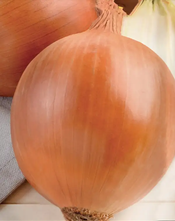 semillas-ecologicas-cebolla-babosa-sel-primosa-batlle