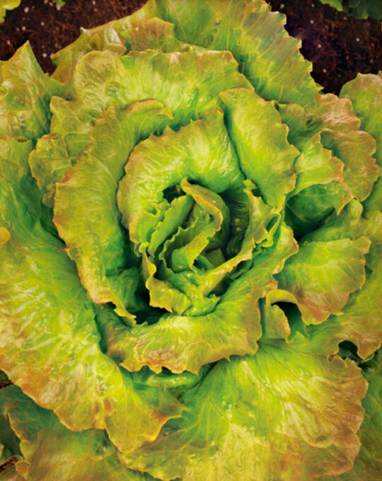 semillas-ecologicas-lechuga-maravilla-de-verano-batlle-1