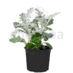 senecio-maritima