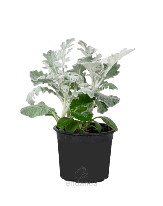 senecio-maritima