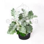 senecio-maritima1