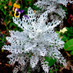 senecio-maritima3