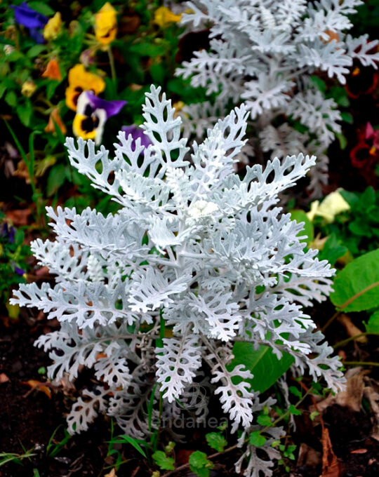 senecio-maritima3