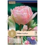 Bulbo Tulipán Doble Tardío Angelique