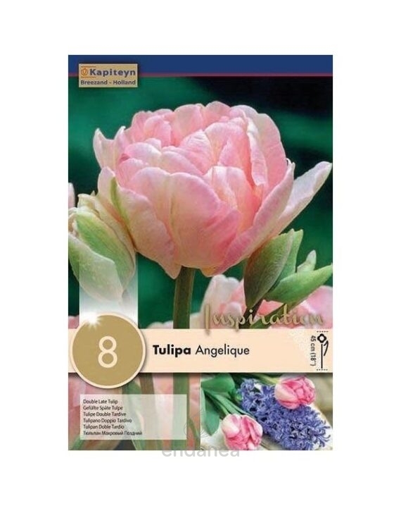 Bulbo Tulipán Doble Tardío Angelique