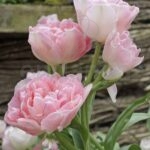 Bulbo Tulipán Doble Tardío Angelique