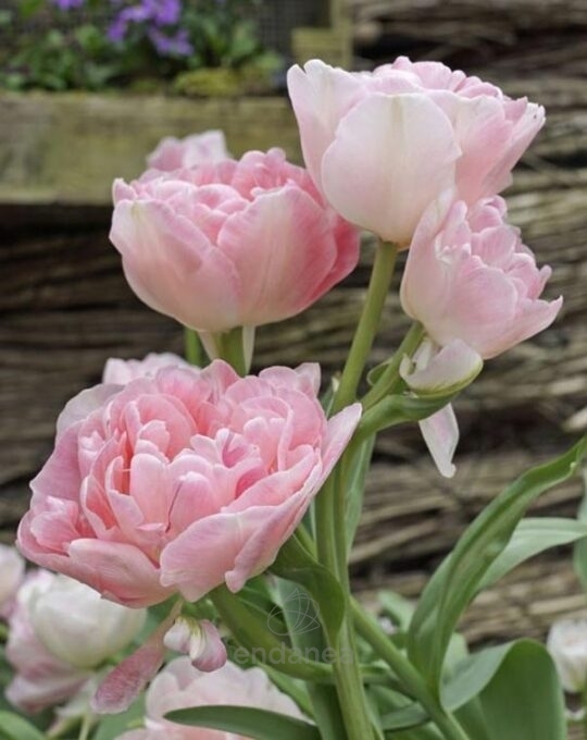 tulipan-angelique-bulbo-rosa