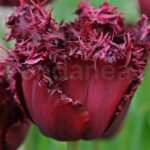 tulipan-labrador-flor