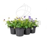 Viola Cornuta Barqueta 6 unidades