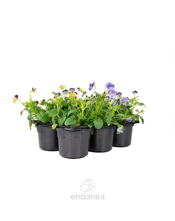Viola Cornuta Barqueta 6 unidades