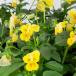 Viola Cornuta Barqueta 6 unidades Amarillo-Bicolor