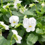 Viola Cornuta Barqueta 6 unidades Blanca
