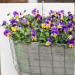 Viola Cornuta Maceta de Zinc