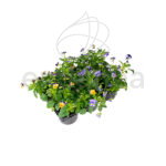 Viola Cornuta Barqueta 6 unidades