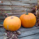 Calabaza Halloween