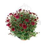 crisantemo-cuenco-19cm-km0-