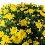 crisantemo-cuenco-35cm-km0-