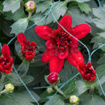 crisantemo-cuenco-35cm-km0-rojo