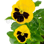 pensamiento-km0-amarillo