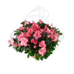 azalea-