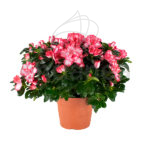 azalea