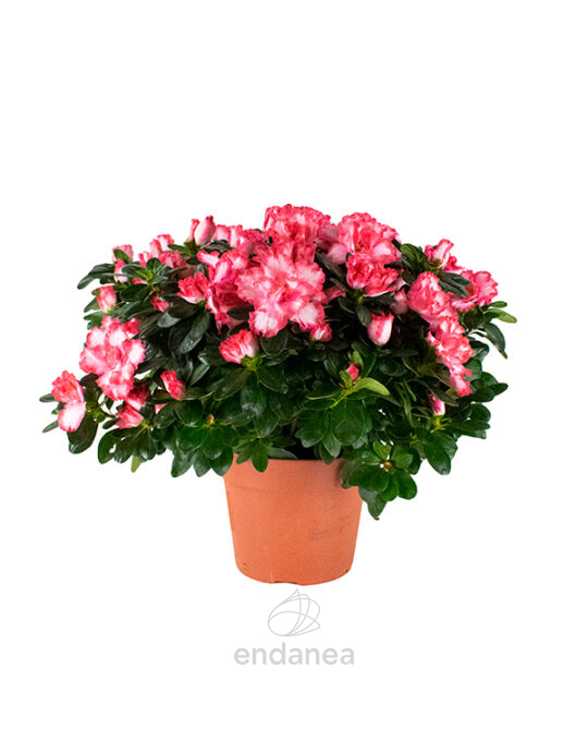 azalea