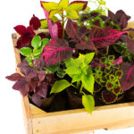 caja-de-plantas-mini-