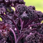 Col Kale Morada Redbor