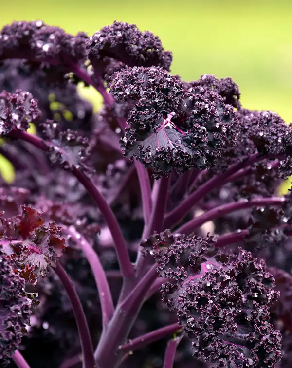 col-kale-redbor-morada-horticola-hojas-rizadas