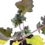 Col Kale Morada Redbor