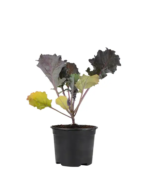 col-kale-redbor-morada-planta-huerto-unidad