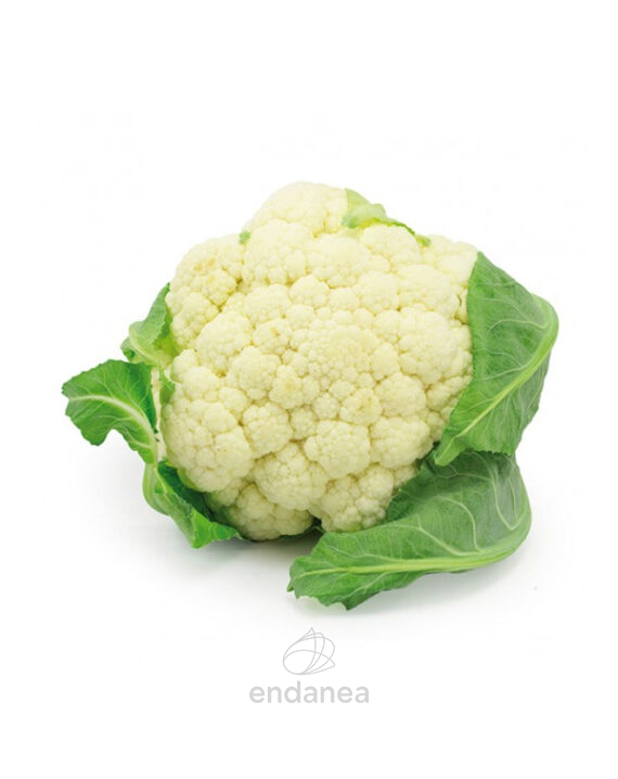Coliflor Planta 12 unidades