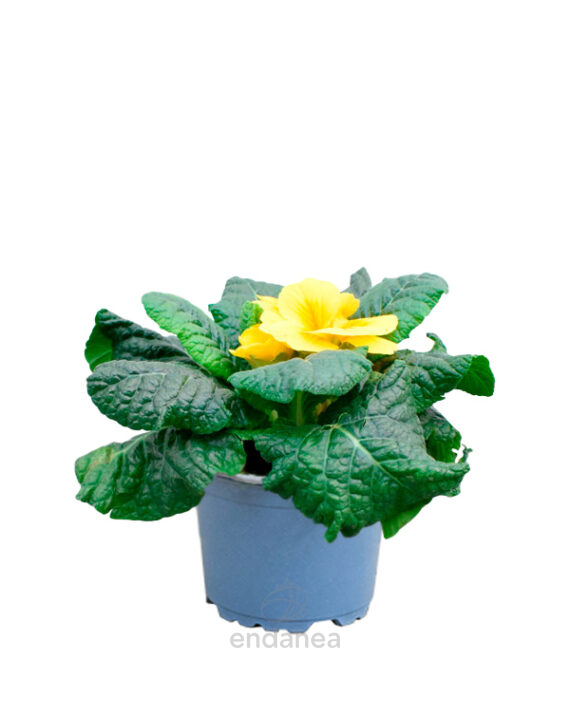 Primula Acaulis Km0 Planta de Exterior Otoño-Invierno