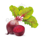 remolacha-planta-huerto