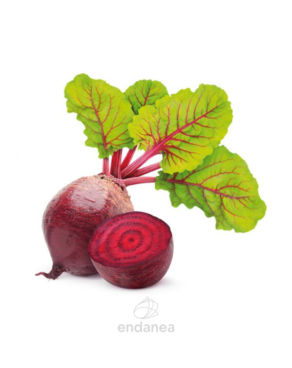remolacha-planta-huerto