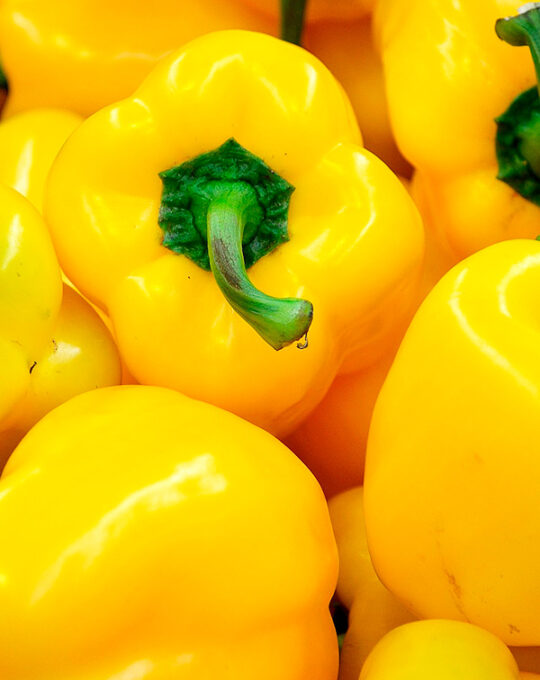 semillas-pimiento-amarelo-d_asti-batlle-1