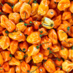 Semillas Pimiento Habanero Naranja Batlle