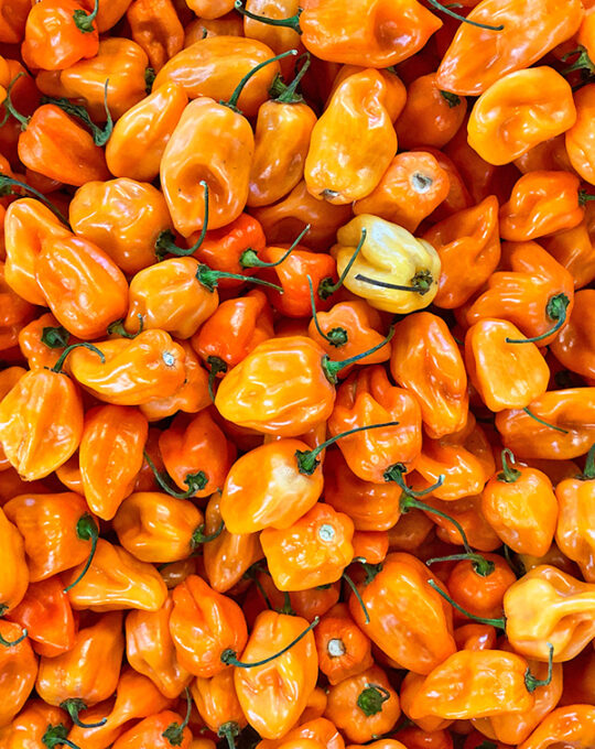 semillas-pimiento-habanero-naranja-batlle-detalle