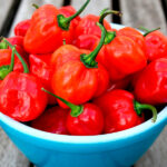 Semillas Pimiento Habanero Red Caribbean Batlle