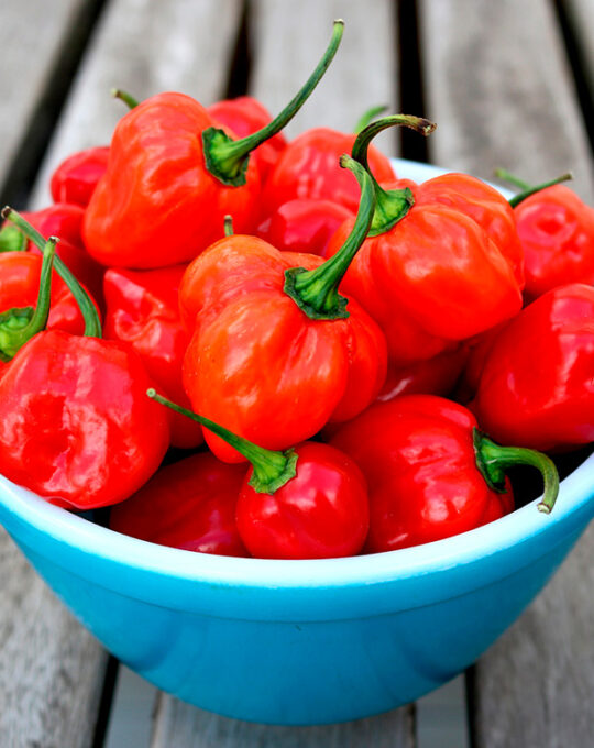 semillas-pimiento-habanero-red-caribbean-batlle-detalle