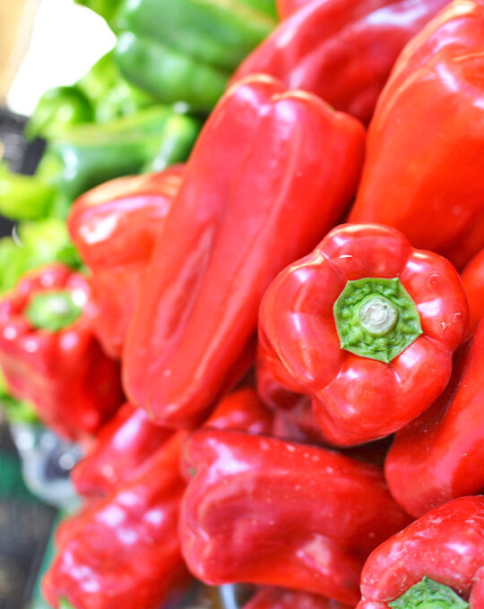 semillas-pimiento-piquillo-batlle-1