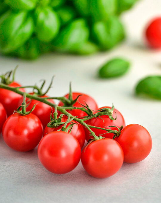 semillas-tomate-de-colgar-batlle-1