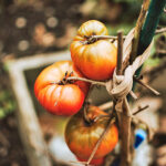 Semillas Tomate Delizia F-1