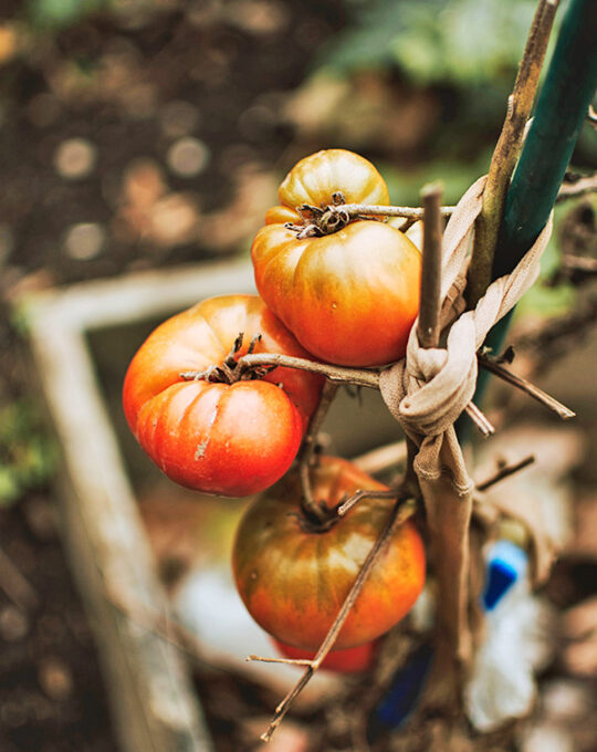 semillas-tomate-delizia-f-1-batlle-1
