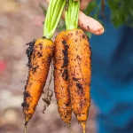 Zanahoria Planta Daucus Carota