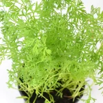 Zanahoria Planta Daucus Carota