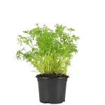 Zanahoria Planta Daucus Carota