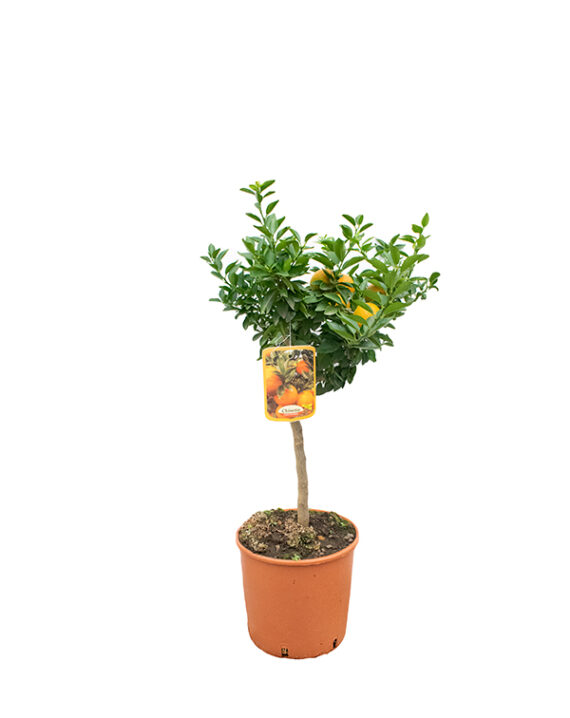 Árbol Cítrico Chinoto