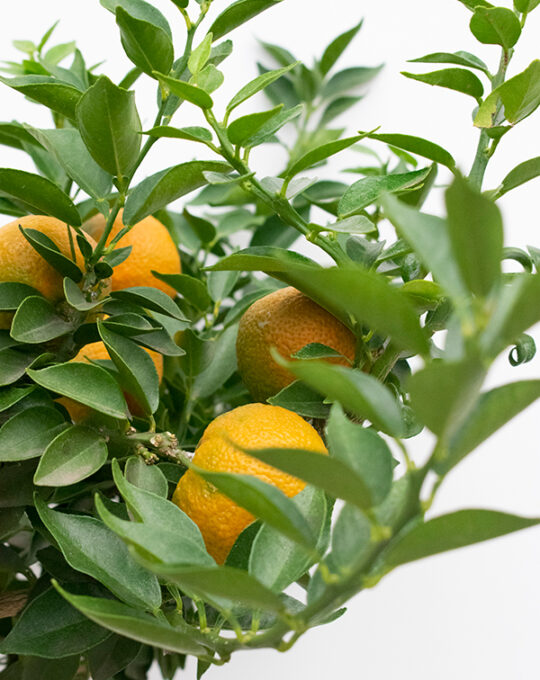 arbol-citrico-chinotto-detalle