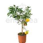 Árbol Frutal Cítrico Pomelo